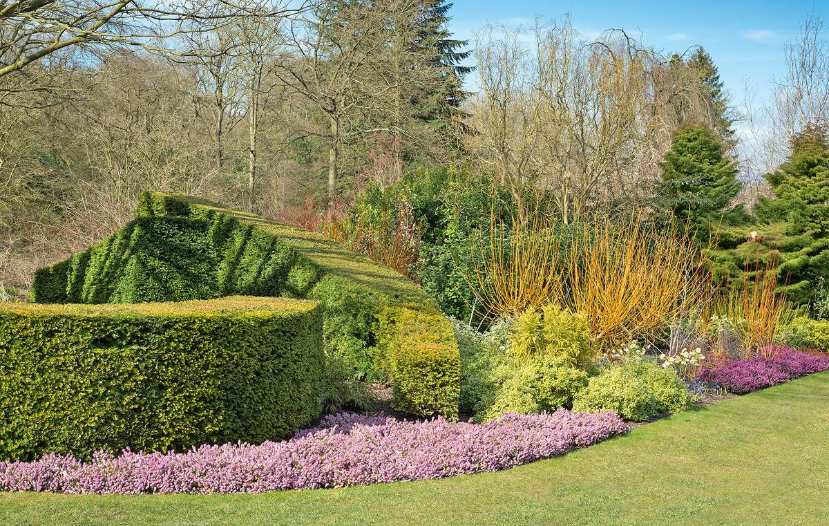 Foto Vřesovec změní zimní den v rozkvetlý sen